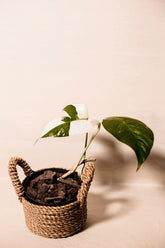 Epipremnum pinnatum albo variegata